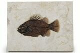 Detailed Fossil Fish (Cockerellites) - Wyoming #349243-1